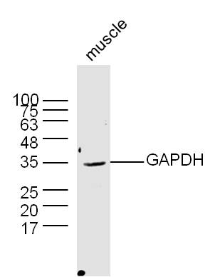 Mouse muscle lysates probed with Rabbit Anti-GAPDH Polyclonal Antibody (bs-0459R) at 1:300 overnight at 4˚C. Followed by a conjugated secondary antibody (bs-0295G-HRP ) at 1:5000 for 90 min at 37˚C.