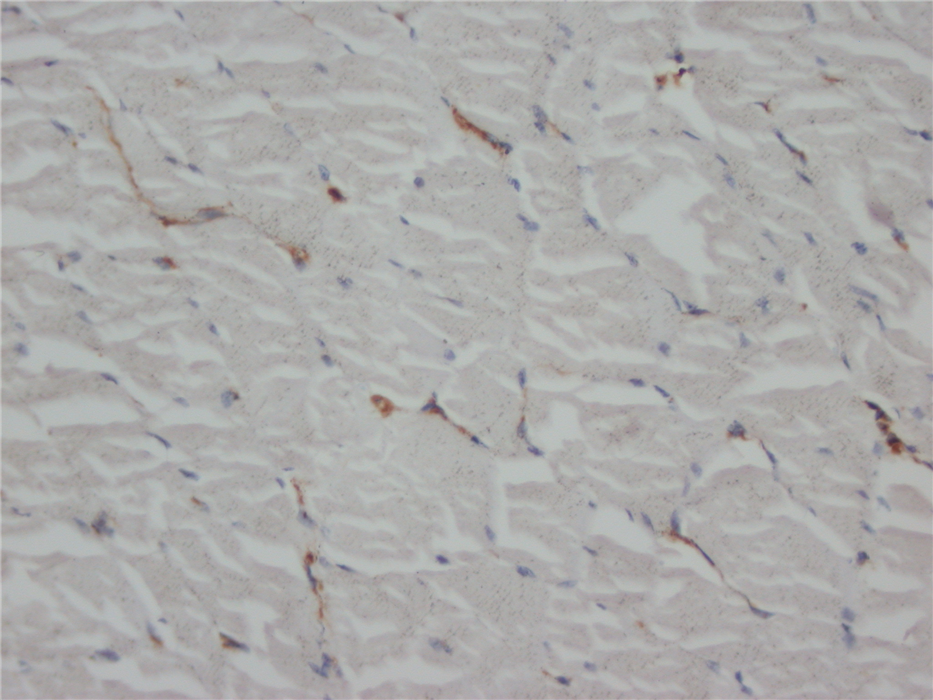 IHC-P: Rat skeletal muscle