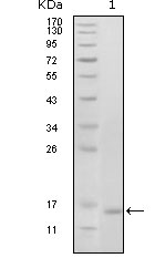 Western blot analysis using EhpB6 mouse mAb against truncated EhpB6 recombinant protein (1).