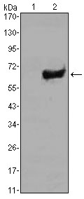 Western blot analysis using SOX2 mAb against HEK293 (1) and SOX2(AA: 2-317)-hIgGFc transfected HEK293 (2) cell lysate