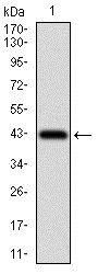 Figure 1: Western blot analysis using PAPLN mAb against human PAPLN recombinant protein. (Expected MW is 36.4 kDa)