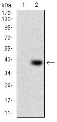 Figure 2: Western blot analysis using PAPLN mAb against HEK293 (1) and PAPLN (AA: 766-870)-hIgGFc transfected HEK293 (2) cell lysate.