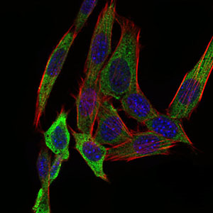 Figure 1: Immunofluorescence analysis of NIH/3T3 cells using PAPLN mouse mAb (green). Blue: DRAQ5 fluorescent DNA dye. Red: Actin filaments have been labeled with Alexa Fluor-555 phalloidin.