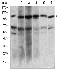 Figure 2: Western blot analysis using PAPLN mouse mAb against Hela (1), HepG2 (2), OCM-1 (3), Raji (4), Jurkat (5), NIH/3T3 (6) cell lysate.