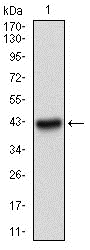 Figure 3: Western blot analysis using PAPLN mAb against human PAPLN recombinant protein. (Expected MW is 36.4 kDa)