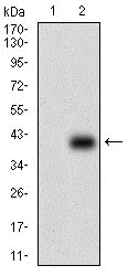 Figure 4: Western blot analysis using PAPLN mAb against HEK293 (1) and PAPLN (AA: 766-870)-hIgGFc transfected HEK293 (2) cell lysate.