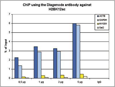 <strong> Figure 1. ChIP results obtained with the Diagenode antibody directed against H2BK12ac</strong><br /> ChIP assays were performed using human HeLa cells, the Diagenode antibody against H2BK12ac (Cat. No. C15410212) and optimized PCR primer sets for qPCR. ChIP was performed with the “iDeal ChIP-seq” kit (cat. No. C01010051), using sheared chromatin from 1.5 million cells. A titration of the antibody consisting of 0.5, 1, 2 and, 5 μg per ChIP experiment was analysed. IgG (1 μg/IP) was used as negative IP control. QPCR was performed with primers for a region approximately 1 kb upstream of the GAPDH and ACTB promoters, used as positive controls, and for the coding region of the inactive MYOD1 gene and the Sat2 satellite repeat, used as negative controls. Figure 1 shows the recovery, expressed as a % of input (the relative amount of immunoprecipitated DNA compared to input DNA after qPCR analysis).