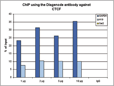 <strong> Figure 1. ChIP results obtained with the Diagenode antibody directed against CTCF</strong><br />ChIP was performed with the Diagenode antibody against CTCF (Cat. No. C15410210) on sheared chromatin from 4,000,000 HeLa cells. A titration consisting of 1, 2, 5 and 10 μg of antibody per ChIP experiment was analyzed. IgG (2 μg/IP) was used as a negative IP control. Quantitative PCR was performed with optimized primers for the H19 imprinting control region, and a specific region in the GAPDH gene, used as positive controls, and for the Sat2 satellite repeat region, used as a negative control. Figure 1 shows the recovery, expressed as a % of input (the relative amount of immunoprecipitated DNA compared to input DNA after qPCR analysis).