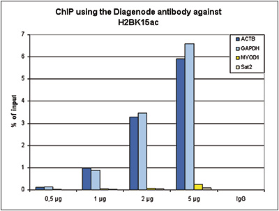 <strong> Figure 1. ChIP results obtained with the Diagenode antibody directed against H2BK15ac</strong><br /> ChIP assays were performed using human HeLa cells, the Diagenode antibody against H2BK15ac (Cat. No. C15410220) and optimized PCR primer sets for qPCR. ChIP was performed with the “iDeal ChIP-seq” kit (Cat. No. C01010051), using sheared chromatin from 1.5 million cells. A titration of the antibody consisting of 0.5, 1, 2 and, 5 μg per ChIP experiment was analysed. IgG (1 μg/IP) was used as negative IP control. QPCR was performed with primers for a region approximately 1 kb upstream of the GAPDH and ACTB promoters, used as positive controls, and for the coding region of the inactive MYOD1 gene and the Sat2 satellite repeat, used as negative controls. Figure 1 shows the recovery, expressed as a % of input (the relative amount of immunoprecipitated DNA compared to input DNA after qPCR analysis).
