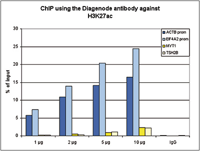 <strong>Figure 1. ChIP results obtained with the Diagenode antibody directed against H3K27ac</strong><br /> ChIP assays were performed using HeLa cells, the Diagenode antibody against H3K27ac (Cat. No. C15410174) and optimized PCR primer sets for qPCR. ChIP was performed with the “Auto Histone ChIP-seq” kit (Cat. No. C01010022), using sheared chromatin from 1 million cells. A titration of the antibody consisting of 1, 2, 5 and 10 μg per ChIP experiment was analysed. IgG (2 μg/IP) was used as negative IP control. Quantitative PCR was performed with primers for the promoter of the active ACTB (Cat. No. pp-1005-050) and EIF4A2 genes, used as positive controls, and for the coding region of the inactive MYT1 and TSH2B genes, used as negative controls. Figure 1 shows the recovery, expressed as a % of input (the relative amount of immunoprecipitated DNA compared to input DNA after qPCR analysis). These results are in accordance with the observation that H3K27 acetylation is enriched at the pr