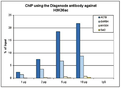 <strong> Figure 1. ChIP results obtained with the Diagenode antibody directed against H3K36ac</strong><br /> ChIP assays were performed using human HeLa cells, the Diagenode antibody against H3K36ac (cat. No. C15410307) and optimized PCR primer sets for qPCR. ChIP was performed with the “iDeal ChIP-seq” kit (cat. No. C01010055), using sheared chromatin from 1.5 million cells. A titration of the antibody consisting of 1, 2, 5 and 10 μg per ChIP experiment was analysed. IgG (2 μg/IP) was used as negative IP control. QPCR was performed with primers for a region approximately 1 kb upstream of the ACTB promoter and for the GAPDH promoter, used as positive controls, and for the coding region of the inactive MYOD1 gene and the Sat2 satellite repeat, used as negative controls. Figure 1 shows the recovery, expressed as a % of input (the relative amount of immunoprecipitated DNA compared to input DNA after qPCR analysis).