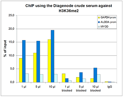 <strong>Figure 1. ChIP results obtained with the Diagenode antibody directed against H3K36me2</strong><br />ChIP assays were performed using human HeLa cells, the Diagenode antibody against H3K36me2 (Cat. No. C15310127) and optimized PCR primer sets for qPCR. ChIP was performed with the “LowCell# ChIP” kit (Cat. No. C01010070), using sheared chromatin from 10,000 cells. A titration of the antibody consisting of 1, 5, and 10 μl per ChIP experiment was analysed. Additionally, the same titration was analysed after incubation of the antibody with 5 nmol blocking peptide (Cat. No. C16000127 ) for 1 hour at room temperature. IgG (5 μg/IP) was used as negative IP control. QPCR was performed with primers for the promoter of the active genes GAPDH and ALDOA and for the coding region of the myogenic differentiation gene (MYOD). Figure 1 shows the recovery, expressed as a % of input (the relative amount of immunoprecipitated DNA compared to input DNA after qPCR analysis).