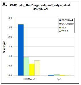 <strong> Figure 1. ChIP-seq results obtained with the Diagenode antibody directed against H3K36me3 </strong><br />ChIP was performed with 5 μl of the Diagenode antibody against H3K36me3 (cat. No. CS-058-050) on sheared chromatin from 1 million HeLaS3 cells using the “Auto Histone ChIP-seq” kit (cat. No. AB-Auto02-A100) on the IP-Star automated system. IgG (2 μg/IP) was used as a negative IP control. The IP’d DNA was analysed by QPCR with optimized PCR primer pairs for the coding and promoter region of the active GAPDH gene, for the coding region of the inactive TSH2B gene and for the Sat2 satellite repeat (figure 2A). The IP’d DNA was subsequently analysed with an Illumina Genome Analyzer. Library preparation, cluster generation and sequencing were performed according to the manufacturer’s instructions. The 36 bp tags were aligned to the human genome using the ELAND algorithm. Figure 2B shows the results in 200 kb regions of chromosome 12 (including the GAPDH positive control), 6 and 7