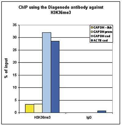 <strong> Figure 1. ChIP-seq results obtained with the Diagenode antibody directed against H3K36me3</strong><br /> ChIP was performed with 2 μg of the Diagenode antibody against H3K36me3 (Cat. No. C15410058) on sheared chromatin from 1 million HeLaS3 cells using the “iDeal ChIP-seq” kit (Cat. No. C01010051). IgG (2 μg/IP) was used as a negative IP control. The IP’d DNA was analysed by QPCR with optimized PCR primer pairs for the promoter and coding region of the active GAPDH, for a region located 1 kb upstream of the GAPDH promoter and for the coding region of the active ACTB gene (figure 1A). The IP’d DNA was subsequently analysed on an Illumina Genome Analyzer. Library preparation, cluster generation and sequencing were performed according to the manufacturer’s instructions. The 36 bp tags were aligned to the human genome using the ELAND algorithm. Figure 1B shows the obtained profiles in genomic regions of chromosome 12 (including the GAPDH positive control), 7 (including the ACTB po