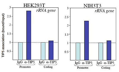 <strong> Figure 1. ChIP results obtained with the Diagenode antibody directed against TIP5 </strong><br />ChIP assays were performed using the Diagenode antibody against TIP5 (cat. No. CS-090-100). Chromatin from HEK293T and NIH3T3 cells was formaldehyde cross-linked and sheared with the Bioruptor (Diagenode) to yield fragments with an average length of 200 to 400 bp. ChIP was performed overnight at 4°C with 100 μg sheared chromatin and either 5 μl of the TIP5 antibody or 5 μl IgG which was used as negative IP control. The IP’d DNA was analysed by qPCR with primer sets for the promoter and the coding region of the 28s ribosomal RNA gene. Figure 1 shows the recovery by the TIP5 antibody and by IgG (set to 1), normalised to the input DNA. These results show that, both in HEK293T and in NIH3T3 cells, TIP5 is associated with the promoter, but not with the coding region of the 28srRNA gene.