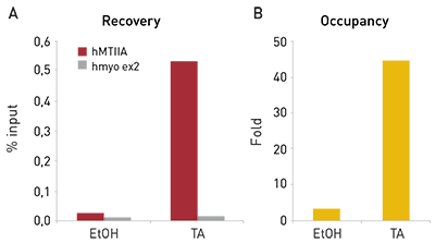 <strong> Figure 1. ChIP results obtained with the Diagenode monoclonal antibody directed against hGR </strong><br />ChIP assays were performed using HeLa cells, the Diagenode monoclonal antibody directed against GR (Cat. No. MAb-010-050) and optimized PCR primer sets for qPCR. The cells were treated either with ethanol (EtOH, used as a negative control) or triamcinolone acetonide (TA) for 4 hours prior to cell harvesting. ChIP was performed using sheared chromatin from 3 million cells and 5 μg of antibody. QPCR was performed with primers for the human metallothionein promoter (hMTIIA) and for exon 2 of the human myoglobin gene (hmyo ex2), used as a negative control. Figure 1 shows the recovery (the relative amount of immunoprecipitated DNA compared to input DNA) and the occupancy (ratio +/- control target). These results demonstrate the occupancy of the human metallothionein IIA promoter by GR.