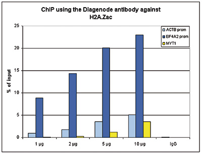 <strong> Figure 1. ChIP results obtained with the Diagenode antibody directed against H2A.Zac</strong><br /> ChIP assays were performed using HeLa cells, the Diagenode antibody against H2A.Zac (Cat. No. pAb-173-050) and optimized primer pairs for qPCR. ChIP was performed on sheared chromatin from 1 million HeLaS3 cells using the “Auto Histone ChIP-seq” kit (Cat. No. AB-Auto02-A100) on the SX-8G IP-Star automated system. A titration of the antibody consisting of 1, 2, 5 and 10 μg per ChIP experiment was analysed. IgG (2 μg/ IP) was used as negative IP control. QPCR was performed using primers specific for the promoters of the ACTB and EIF4A2 genes, used as positive control targets and for the coding region of the MYT1 gene, used as a negative control target. Figure 1 shows the recovery (the relative amount of immunoprecipitated DNA compared to input DNA). These results confirm the observation that acetylation of H2A.Z is present at active promoters.
