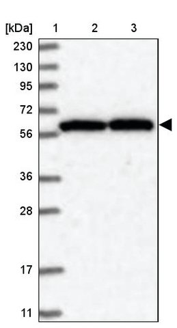 <B>Immunoblotting</B><BR/>Anti-NUP54: <B>Cat. No. HPA035929</B>: <BR/><B>Lane</B><BR/>1. Marker [kDa] 230, 130, 95, 72, 56, 36, 28, 17, 11<BR/>2. Human cell line RT-4<BR/>3. Human cell line U-251 MG sp