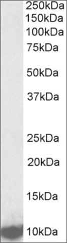 <B>Immunoblotting</B><BR/>Anti-LSM2<B>Cat. No. SAB2502078</B>: Immunoblotting (1 μg/mL) staining of K562 lysate (35 μg protein in RIPA buffer). Primary incubation was 1 hour. Detected by chemiluminescence.