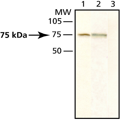 <B>Immunoblotting</B><BR/>Cell lysates (RIPA) were separated on SDS-PAGE and blotted with Anti-Mint3 (<B>Cat. No. M2945</B>). The antibody was developed with Goat Anti-Rabbit IgG, Peroxidase conjugate (<B>Cat. No. A0545</B>) and a chemiluminescent substrate. Antibody dilution 1:1,000. <BR/><B>Lanes</B><BR/>1. PC12<BR/>2, 3. Rat1<BR/>3. Inhibition with Mint3 (rat, 23-40) immunizing peptide (20 μg/mL)