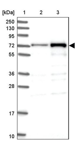 <B>Immunoblotting</B><BR/>Anti-DCP1B: <B>Cat. No. HPA039709</B>: <BR/><B>Lane</B><BR/>1. Marker [kDa] 250, 130, 95, 72, 55, 36, 28, 17, 10<BR/>2. Human cell line RT-4<BR/>3. Human cell line U-251 MG sp