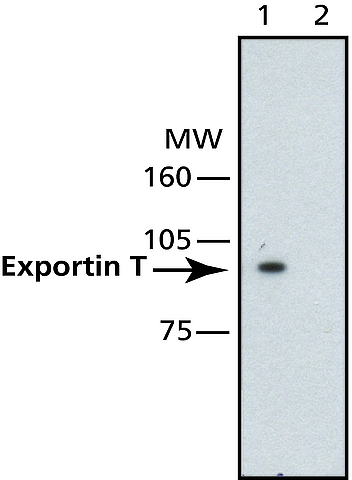 <B>Immunoblotting</B><BR/>Cell extracts from HeLa cells (Human Cervix Epitheloid Carcinoma) were separated by SDS-PAGE, blotted with (Lane 1) or without (Lane 2) Monoclonal Anti-Exportin T, clone Los1 (<B>Cat. No. E1531</B>) and developed using Goat Anti-Mouse IgG-Peroxidase (<B>Cat. No. A2304</B>) and a chemiluminescent substrate.