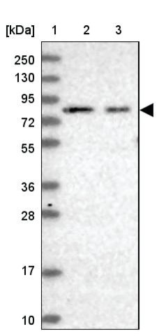 <B>Immunoblotting</B><BR/>Anti-PDZRN4: <B>Cat. No. HPA039510</B>: <BR/><B>Lane</B><BR/>1. Marker [kDa] 250, 130, 95, 72, 55, 36, 28, 17, 10<BR/>2. Human cell line RT-4<BR/>3. Human cell line U-251 MG sp