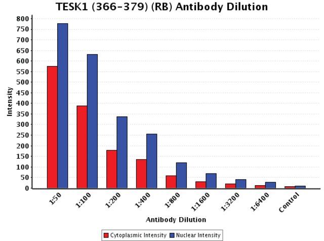 <B>Chart</B><BR/>Anti-TESK1 (366-379): <B>Cat. No. T2328</B>: Intensity analysis of Anti-TESK1 (366-379) staining. Cytoplasmic and nuclear intensity values were obtained at 8 different antibody dilutions (1:50 to 1:6,400) as compared with the negative control. Yale HTCB IF procedure used.