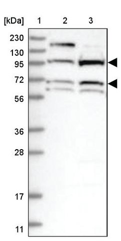 <B>Immunoblotting</B><BR/>Anti-BANK1: <B>Cat. No. HPA037002</B>: <BR/><B>Lane</B><BR/>1. Marker [kDa] 230, 130, 95, 72, 56, 36, 28, 17, 11<BR/>2. Human cell line RT-4<BR/>3. Human cell line U-251 MG sp