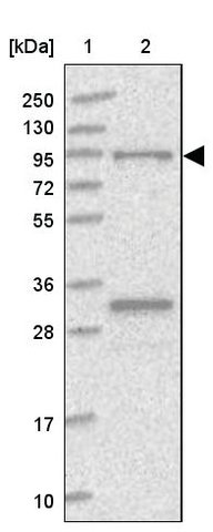 <B>Immunoblotting</B><BR/>Anti-FCHO2: <B>Cat. No. HPA037686</B>: <BR/><B>Lane</B><BR/>1. Marker [kDa] 250, 130, 95, 72, 55, 36, 28, 17, 10<BR/>2. Human cell line RT-4