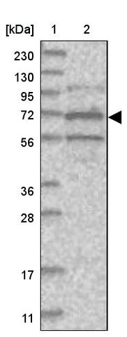 <B>Immunoblotting</B><BR/>Anti-SOWAHB: <B>Cat. No. HPA036809</B>: <BR/><B>Lane</B><BR/>1. Marker [kDa] 230, 130, 95, 72, 56, 36, 28, 17, 11<BR/>2. Human cell line RT-4