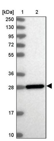 <B>Immunoblotting</B><BR/>Anti-ERP29: <B>Cat. No. HPA039456</B>: <BR/><B>Lane</B><BR/>1. Marker [kDa] 250, 130, 95, 72, 55, 36, 28, 17, 10<BR/>2. Human cell line RT-4