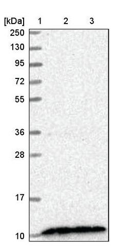 <B>Immunoblotting</B><BR/>Anti-CDC42SE2: <B>Cat. No. HPA038624</B>: <BR/><B>Lane</B><BR/>1. Marker [kDa] 250, 130, 95, 72, 55, 36, 28, 17, 10<BR/>2. Human cell line RT-4<BR/>3. Human cell line U-251 MG sp