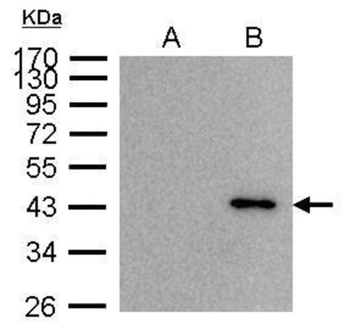 <B>Immunoprecipitation</B><BR/>Anti-BRE: <B>Cat. No. SAB2702006</B>: Immunoprecipitation of BRE in 1,000 μg 293T whole cell lysate/extracts. <BR/><B>Lane</B><BR/>A) Control with 2.5 μg of preimmune Rabbit IgG; <BR/><B>Lane</B><BR/>B) Immunoprecipitation of BRE protein by 2.5 μg of BRE antibody 10% SDS-PAGE. The immunoprecipitated BRE protein was detected by BRE antibody diluted at 1:1,000. EasyBlot Anti-Rabbit IgG was used as a secondary reagent.