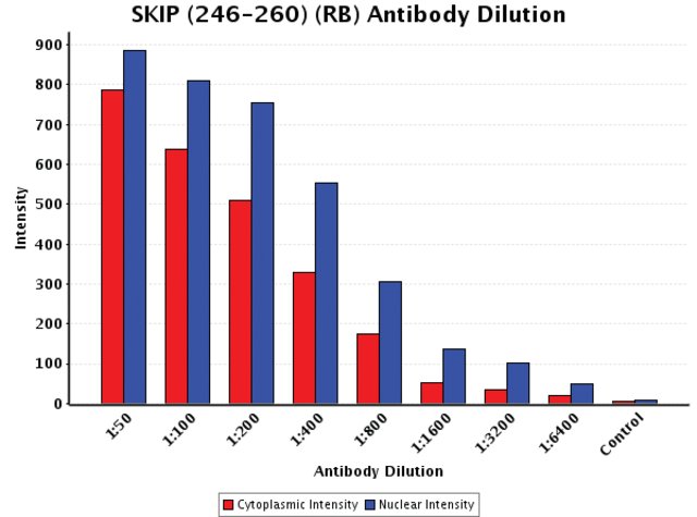 <B>Chart</B><BR/>Anti-SKIP (246-260): <B>Cat. No. S8948</B>: Intensity analysis of Anti-SKIP (246-260) staining. Cytoplasmic and nuclear intensity values were obtained at 8 different antibody dilutions (1:50 to 1:6,400) as compared with the negative control. Yale HTCB IF procedure used.