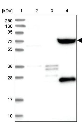 <B>Immunoblotting</B><BR/>Anti-SHCBP1L: <B>Cat. No. HPA036125</B>: <BR/><B>Lane</B><BR/>1. Marker [kDa] 250, 130, 95, 72, 55, 36, 28, 17, 10<BR/>2. Human cell line RT-4<BR/>3. Human cell line U-251 MG sp<BR/>4. Human plasma (IgG/HSA depleted)