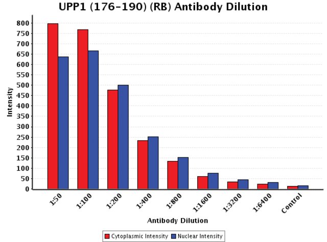 <B>Chart</B><BR/>Anti-UPP1 (176-190): <B>Cat. No. U2760</B>: Intensity analysis of Anti-UPP1 (176-190) staining. Cytoplasmic and nuclear intensity values were obtained at 8 different antibody dilutions (1:50 to 1:6,400) as compared with the negative control. Yale HTCB IF procedure used.