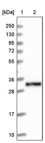 <B>Immunoblotting</B><BR/>Anti-CPPED1: <B>Cat. No. HPA040938</B>: <BR/><B>Lane</B><BR/>1. Marker [kDa] 250, 130, 95, 72, 55, 36, 28, 17, 10<BR/>2. Human cell line RT-4