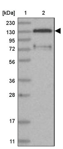 <B>Immunoblotting</B><BR/>Anti-FAM120B: <B>Cat. No. HPA037519</B>: <BR/><B>Lane</B><BR/>1. Marker [kDa] 230, 130, 95, 72, 56, 36, 28, 17, 11<BR/>2. Human cell line RT-4