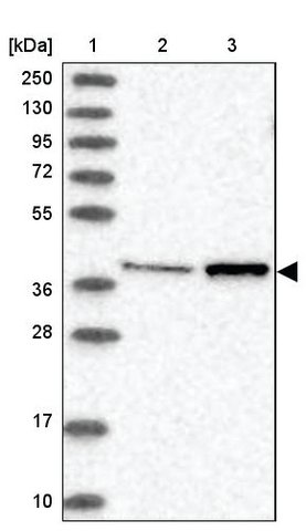 <B>Immunoblotting</B><BR/>Anti-MTRF1L: <B>Cat. No. HPA036367</B>: <BR/><B>Lane</B><BR/>1. Marker [kDa] 250, 130, 95, 72, 55, 36, 28, 17, 10<BR/>2. Human cell line RT-4<BR/>3. Human cell line U-251 MG sp
