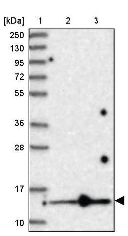 <B>Immunoblotting</B><BR/>Anti-AC008073.5: <B>Cat. No. HPA034830</B>: <BR/><B>Lane</B><BR/>1. Marker [kDa] 250, 130, 95, 72, 55, 36, 28, 17, 10<BR/>2. Human cell line RT-4<BR/>3. Human cell line U-251 MG sp