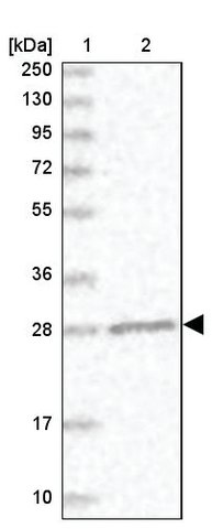 <B>Immunoblotting</B><BR/>Anti-ERP29: <B>Cat. No. HPA039363</B>: <BR/><B>Lane</B><BR/>1. Marker [kDa] 250, 130, 95, 72, 55, 36, 28, 17, 10<BR/>2. Human cell line RT-4