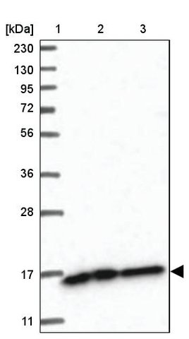 <B>Immunoblotting</B><BR/>Anti-NDUFAF3: <B>Cat. No. HPA035377</B>: <BR/><B>Lane</B><BR/>1. Marker [kDa] 230, 130, 95, 72, 56, 36, 28, 17, 11<BR/>2. Human cell line RT-4<BR/>3. Human cell line U-251 MG sp