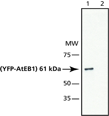 <B>Immunoblotting</B><BR/>An extract of transgenic <I>Arabidopsis</I> plant expressing YFP-AtEB1 was separated on SDS-PAGE, blotted with Anti-AtEB1b (<B>Cat. No. E3281</B>) and developed using Goat Anti-Rabbit IgG-Peroxidase (<B>Cat. No. A0545</B>) and a chemiluminescent substrate. (Lane 1) Antibody dilution 1:1,000; (Lane 2) Antibody dilution 1:1,000 + Inhibition with AtEB1b immunizing peptide (arabidopsis, 123-139) (10 μg/mL).
