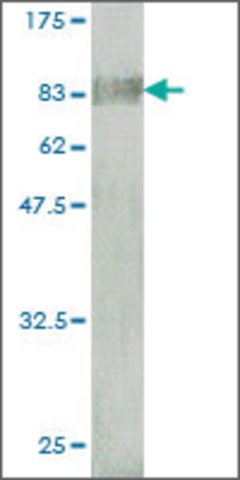 <B>Immunoblotting</B><BR/>Monoclonal Anti-BTD, <B>Cat. No. WH0000686M1</B> used at the antibody concentration: 1 μg/mL. Specific band of ~85.47 kDa using immunogen protein lysate.