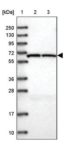 <B>Immunoblotting</B><BR/>Anti-ACAD9: <B>Cat. No. HPA037716</B>: <BR/><B>Lane</B><BR/>1. Marker [kDa] 250, 130, 95, 72, 55, 36, 28, 17, 10<BR/>2. Human cell line RT-4<BR/>3. Human cell line U-251 MG sp