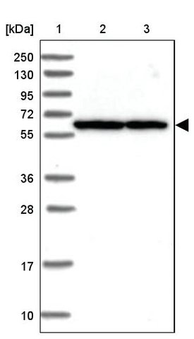 <B>Immunoblotting</B><BR/>Anti-TRIM55: <B>Cat. No. HPA038793</B>: <BR/><B>Lane</B><BR/>1. Marker [kDa] 250, 130, 95, 72, 55, 36, 28, 17, 10<BR/>2. Human cell line RT-4<BR/>3. Human cell line U-251 MG sp