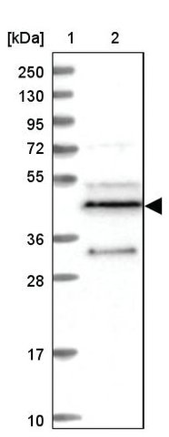 <B>Immunoblotting</B><BR/>Anti-FAM188A: <B>Cat. No. HPA038400</B>: <BR/><B>Lane</B><BR/>1. Marker [kDa] 250, 130, 95, 72, 55, 36, 28, 17, 10<BR/>2. Human cell line RT-4