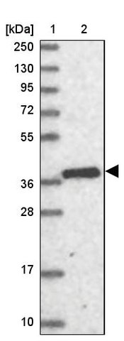 <B>Immunoblotting</B><BR/>Anti-RASSF6: <B>Cat. No. HPA037711</B>: <BR/><B>Lane</B><BR/>1. Marker [kDa] 250, 130, 95, 72, 55, 36, 28, 17, 10<BR/>2. Human cell line RT-4