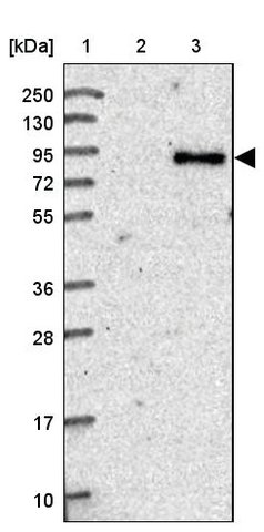 <B>Immunoblotting</B><BR/>Anti-CEP68: <B>Cat. No. HPA040493</B>: <BR/><B>Lane</B><BR/>1. Marker [kDa] 250, 130, 95, 72, 55, 36, 28, 17, 10<BR/>2. Human cell line RT-4<BR/>3. Human cell line U-251 MG sp